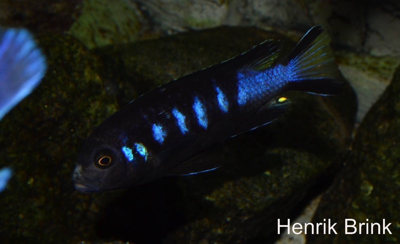 Maylandia melissa 'Chewere'